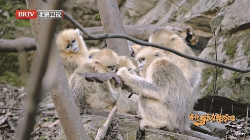 《神奇动物园》第一章猿猴秘境