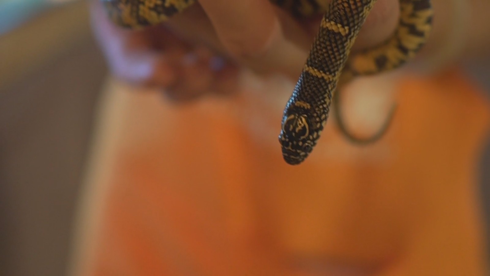 异宠市场走红 是猎奇还是治愈人心? 异宠市场走红 是猎奇还是治愈人心?