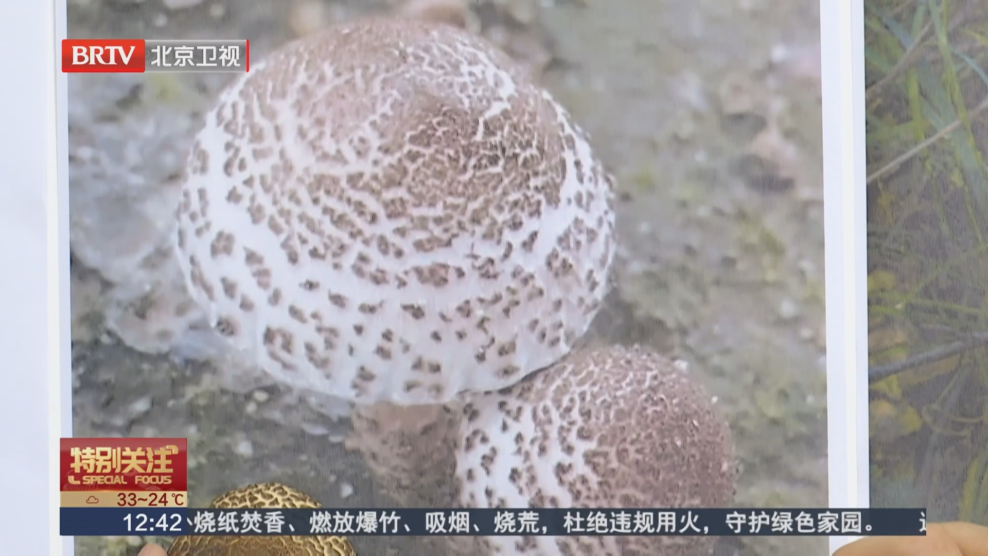 AI识图能力有限 野生蘑菇切勿擅自食用