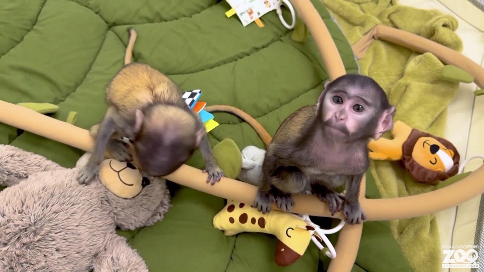 纽约州一动物园人工喂养两只新生赤猴 纽约州一动物园人工喂养两只新生赤猴