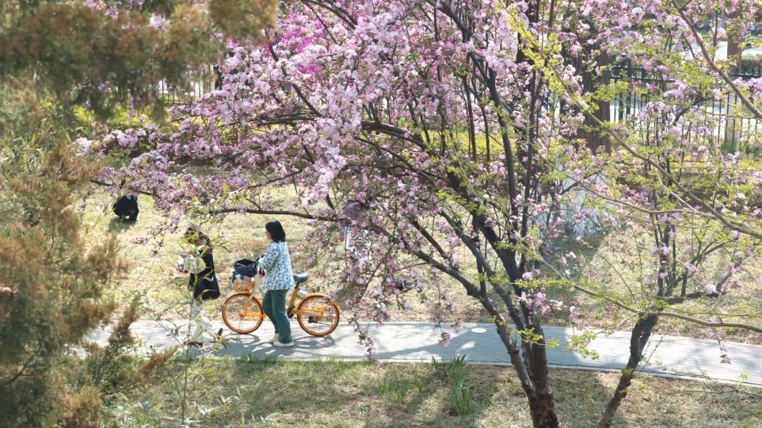 美爆了!这所驻昌高校竟藏着这么多种春花 美爆了!这所驻昌高校竟藏着这么多种春花