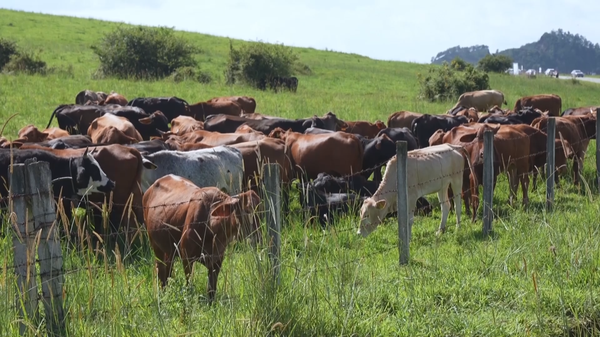 从退化草场到“天上草原”的绿色蜕变 从退化草场到“天上草原”的绿色蜕变
