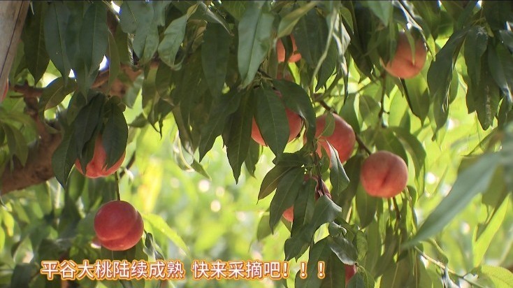 果香满园“桃”醉初夏！平谷甜蜜鲜果季开启