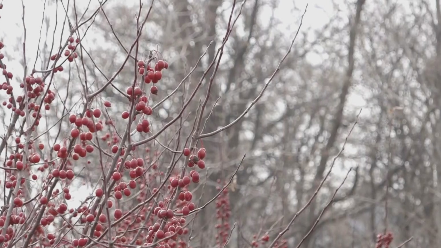 12月12日傍晚到夜间有雪 雪后北风加大