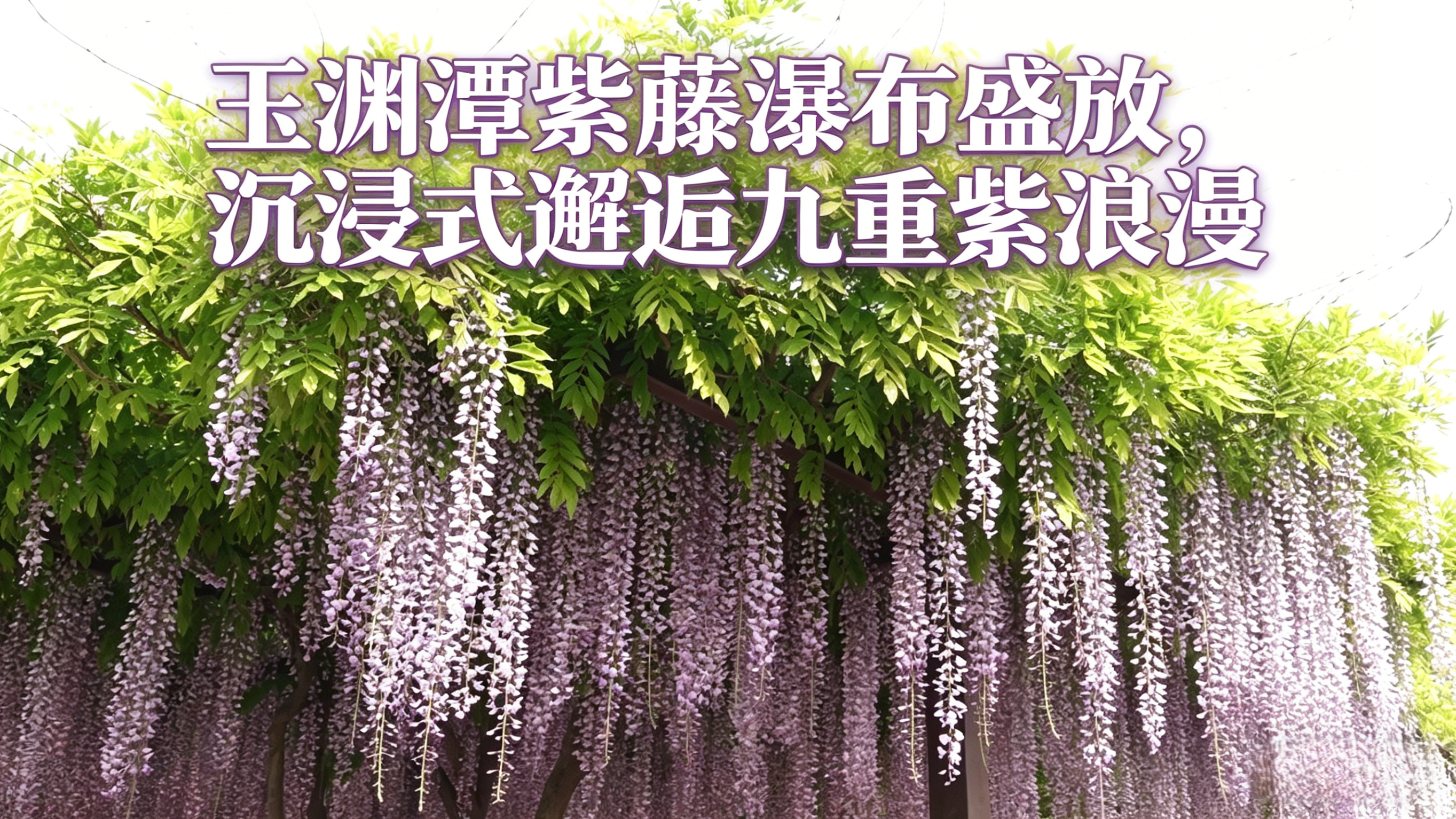 玉渊潭紫藤瀑布盛放，沉浸式邂逅九重紫浪漫