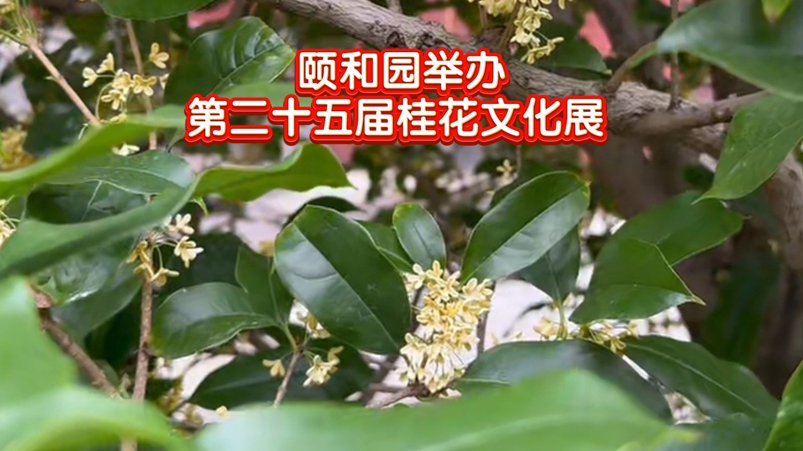 颐和园举办桂花文化展 6万盆花草邂逅金秋皇家园林