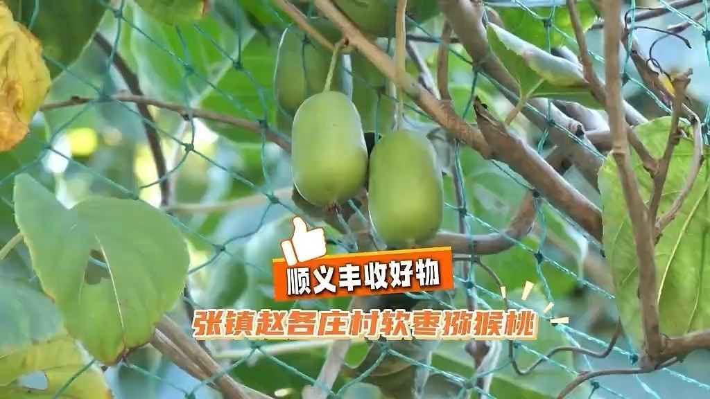 顺义丰收好物：张镇赵各庄村软枣猕猴桃！