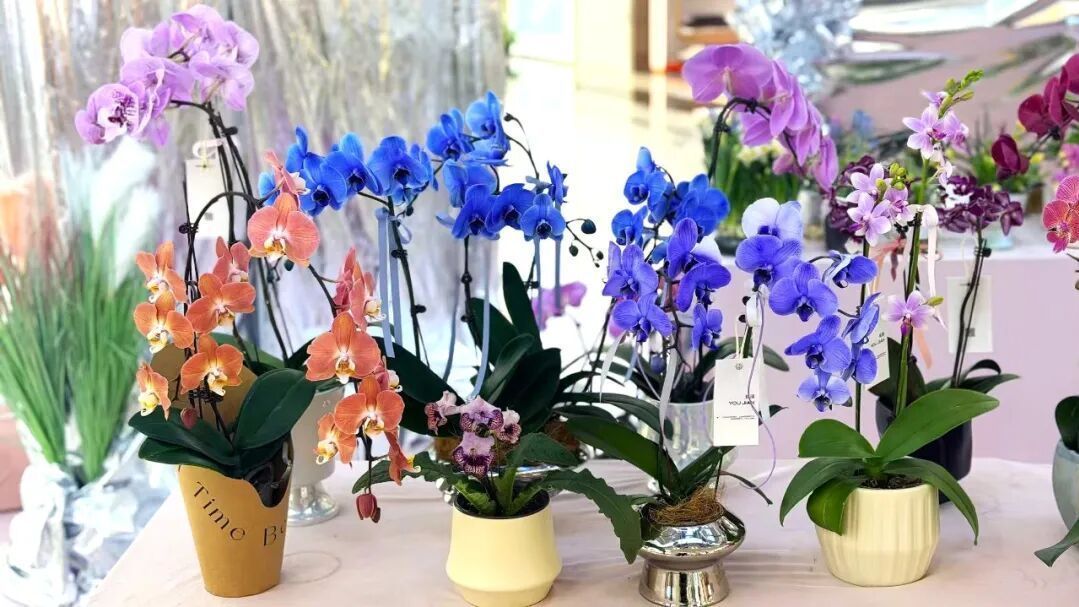 年味渐浓丨花映佳节,暖意满城 年味渐浓丨花映佳节,暖意满城