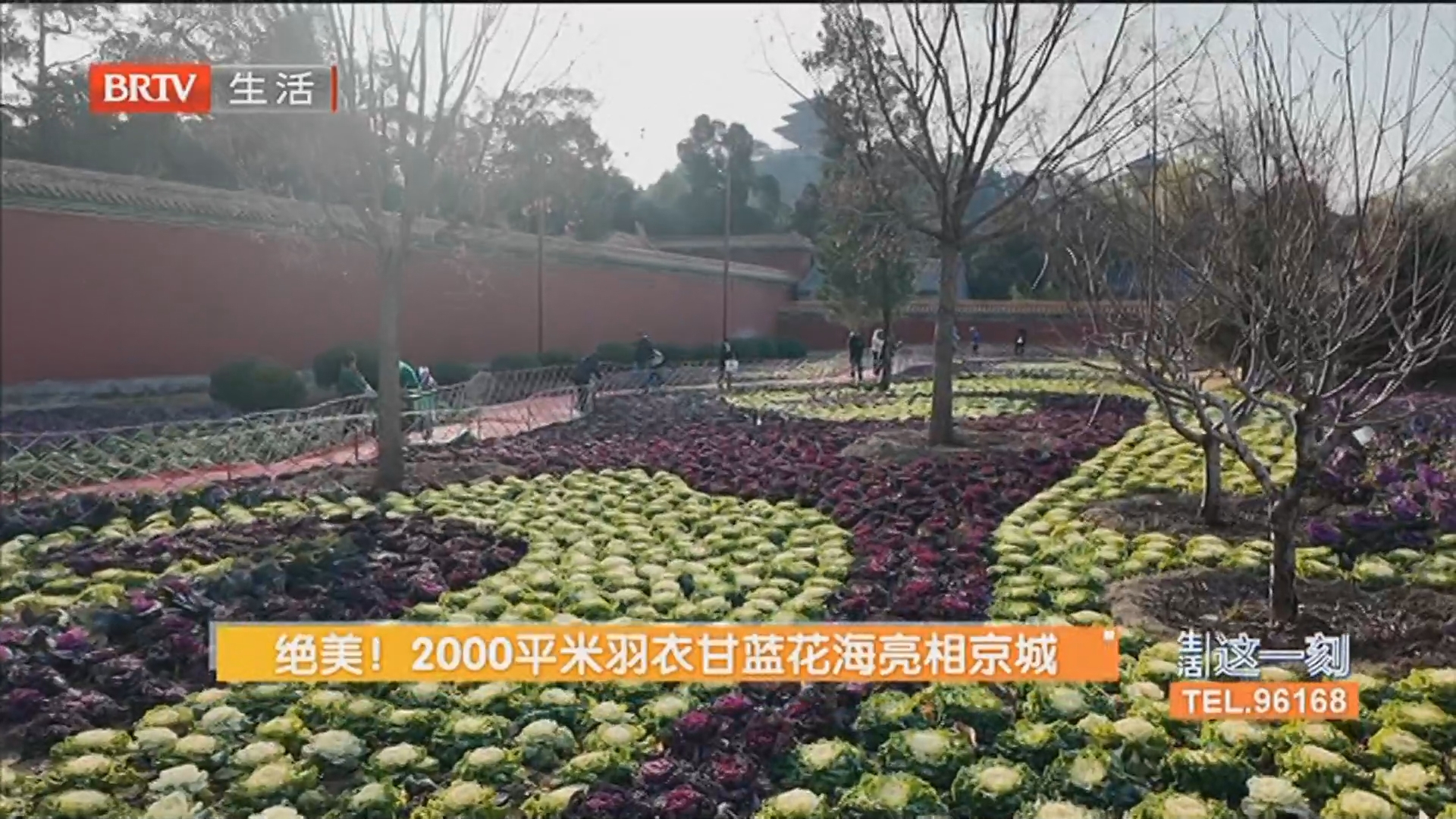 绝美！2000平米羽衣甘蓝花海亮相京城