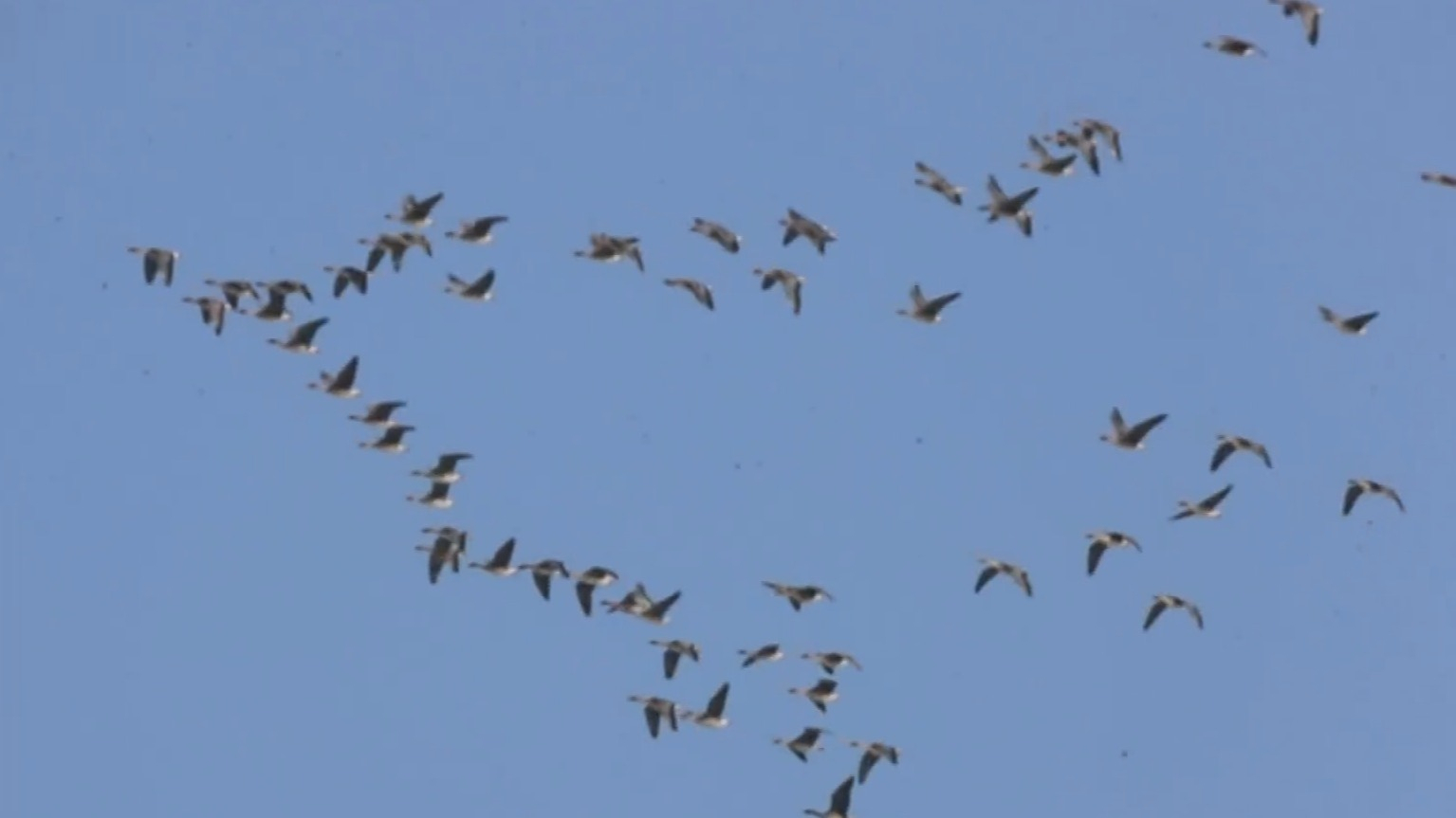 候鸟迁飞通道国际科教联盟入选联合国教科文组织“科学十年”