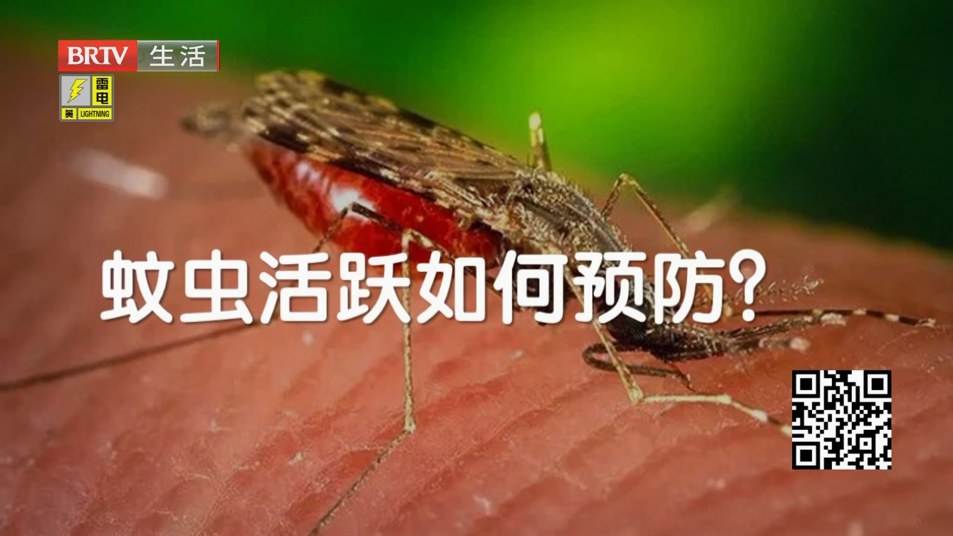 恼人的蚊虫高峰期要来了 哪种蚊子咬人最狠? 恼人的蚊虫高峰期要来了 哪种蚊子咬人最狠?