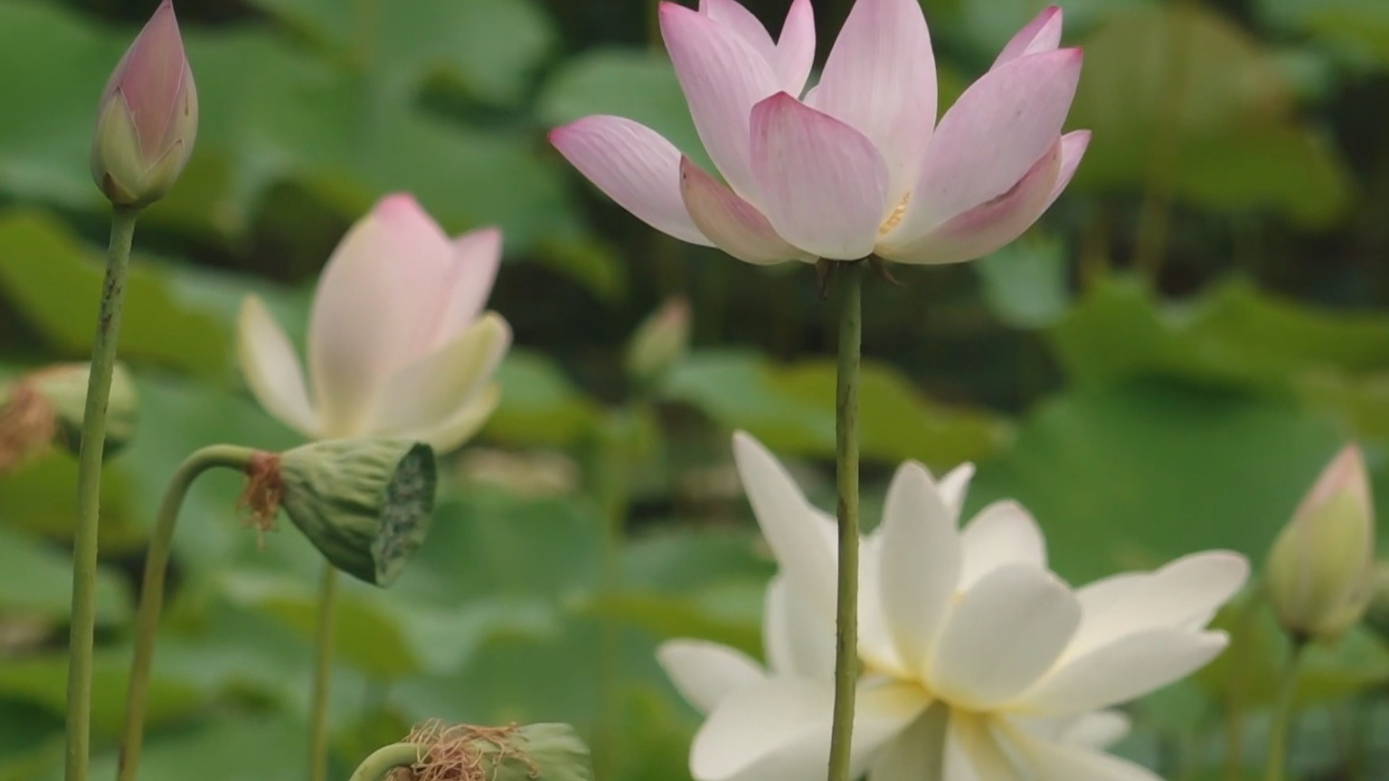 夏至畅游公园 莲花池“荷”你有约