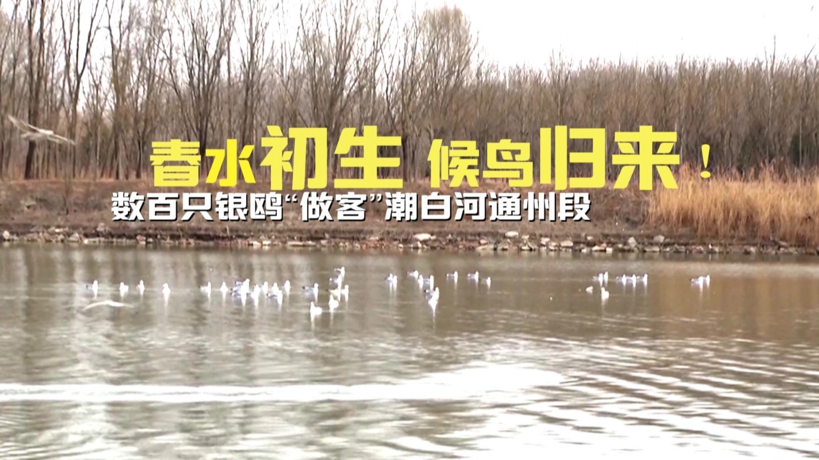 春水初生 候鸟归来!数百只银鸥“做客”潮白河通州段 春水初生 候鸟归来!数百只银鸥“做客”潮白河通州段