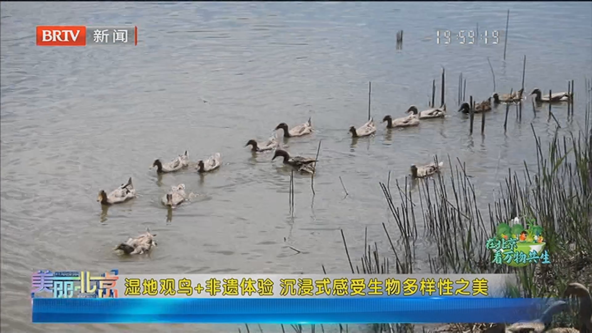 《美丽北京》20260604湿地观鸟+非遗体验 沉浸式感受生物多样性之美