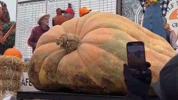 超1吨重南瓜赢得美国加州南瓜称重大赛冠军 超1吨重南瓜赢得美国加州南瓜称重大赛冠军
