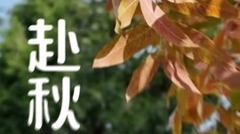 到八大处公园可以登高赏黄栌、银杏、黄连木等多种彩叶 到八大处公园可以登高赏黄栌、银杏、黄连木等多种彩叶