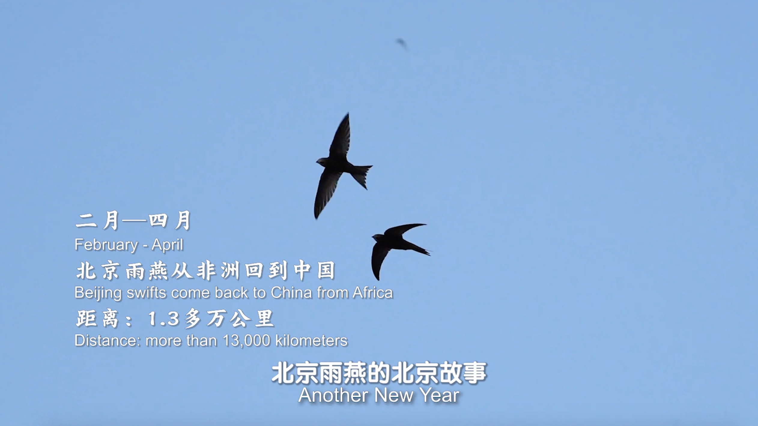 文化中国行 | 从非洲到中国,从一个家到另一个家 文化中国行 | 从非洲到中国,从一个家到另一个家