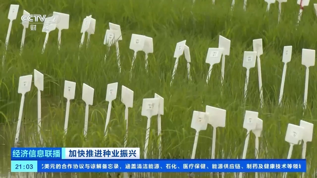 我国口粮品种自主率达到100% 粮食作物良种基本实现全覆盖 我国口粮品种自主率达到100% 粮食作物良种基本实现全覆盖