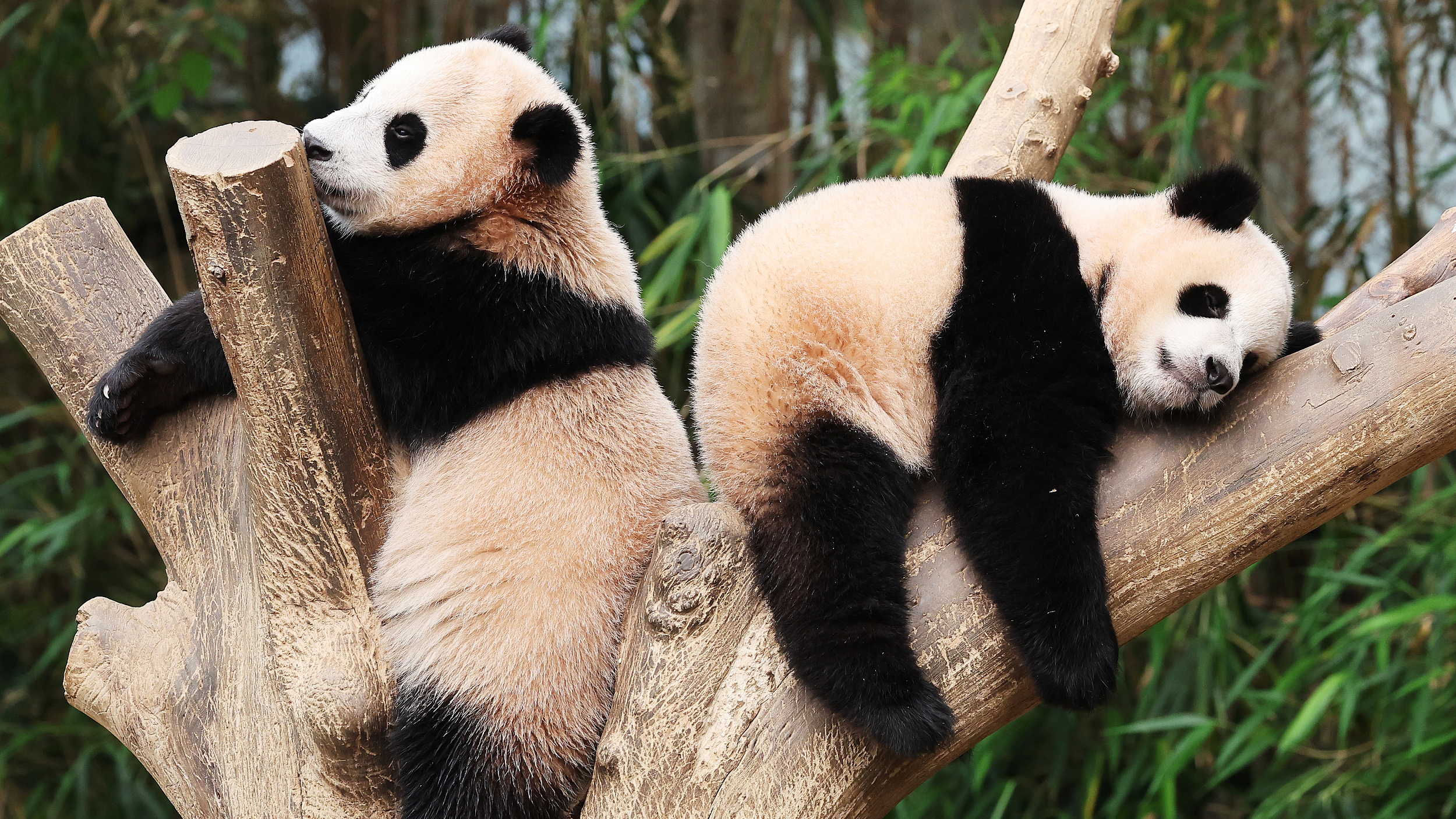 旅韩双胞胎大熊猫睿宝辉宝满周岁啦,看“抓周”抓了啥? 旅韩双胞胎大熊猫睿宝辉宝满周岁啦,看“抓周”抓了啥?