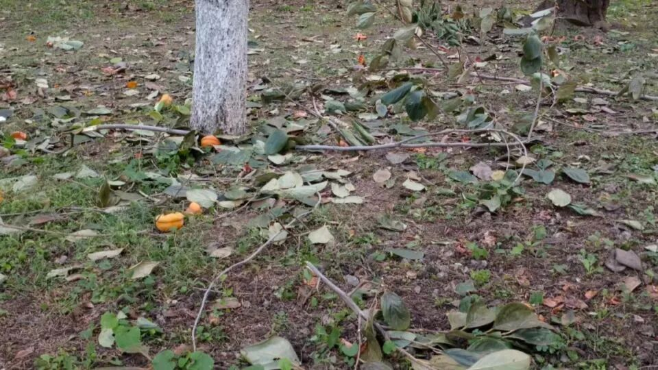 背着书包、拎着塑料袋、拿着长竿和网兜……有人去北京的公园“进货”了？