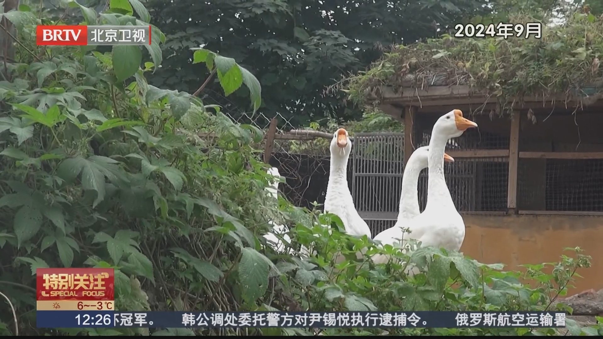 接诉即办 巧解鹅之忧