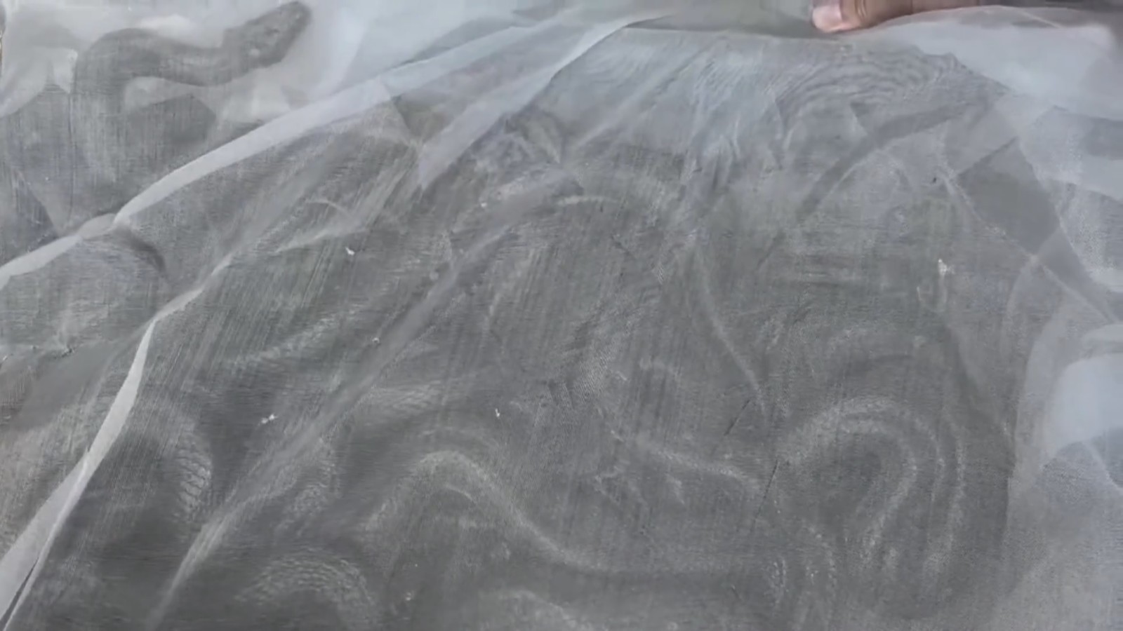 看着头皮发麻!活体蛇2.7吨!广西警方:查! 看着头皮发麻!活体蛇2.7吨!广西警方:查!