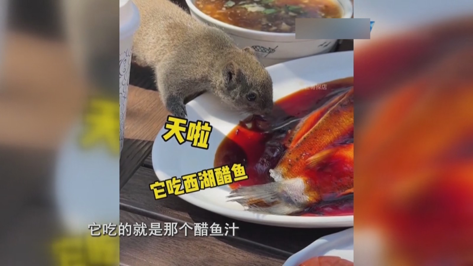 “蹭吃”小松鼠带火西湖边餐厅 店家上“手段”了 “蹭吃”小松鼠带火西湖边餐厅 店家上“手段”了
