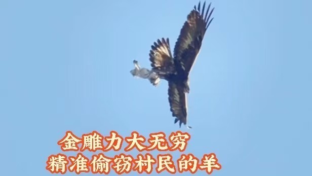 “猛禽之王”来了!展翅抓羊场面超震撼! “猛禽之王”来了!展翅抓羊场面超震撼!