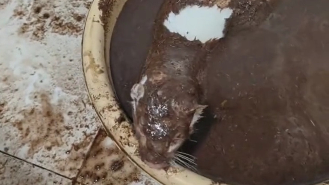 第一次具象感受到貂毛防水 浑身是泥甩甩就干净了！