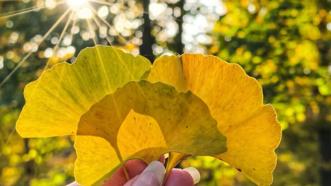 邂逅第一波秋的温柔序章—南彩银杏园 邂逅第一波秋的温柔序章—南彩银杏园