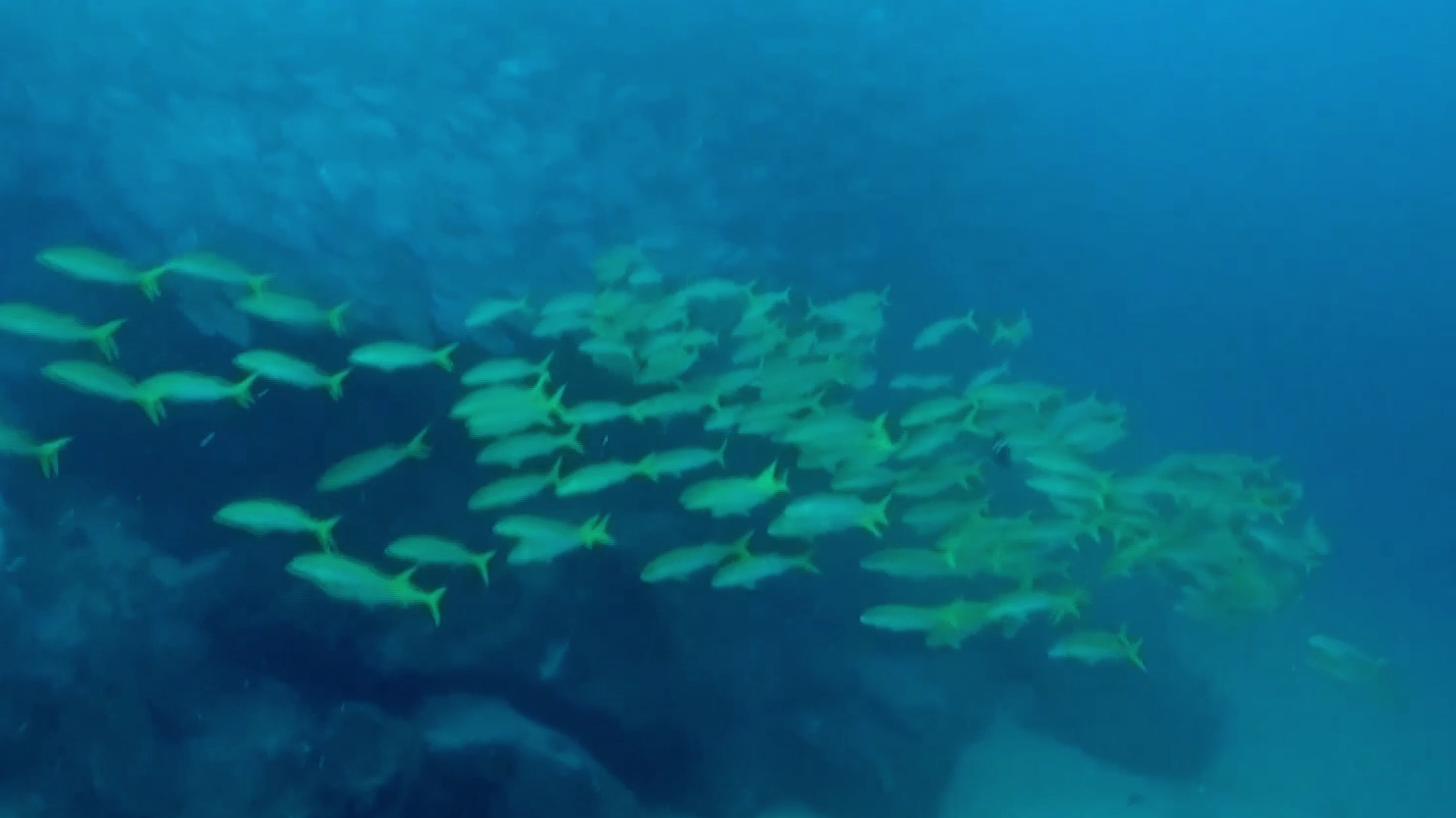 哥伦比亚马尔佩洛岛海洋保护着拯救鲨鱼