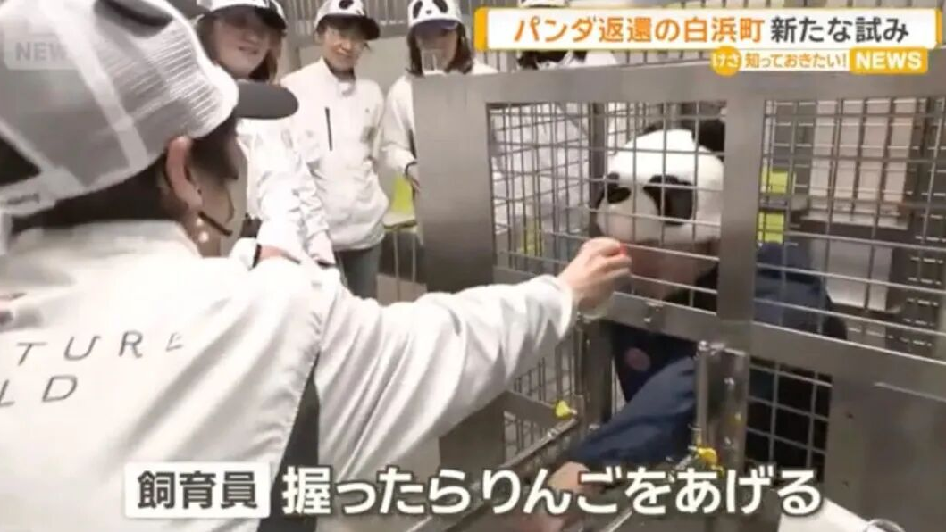 哭笑不得!大熊猫回中国后,日本惊现真人钻笼“平替”熊猫 哭笑不得!大熊猫回中国后,日本惊现真人钻笼“平替”熊猫