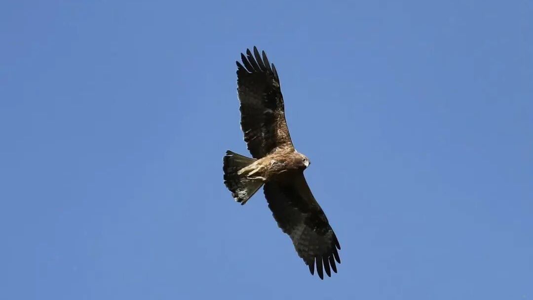 国家二级保护动物靴隼雕造访顺义—— 国家二级保护动物靴隼雕造访顺义——