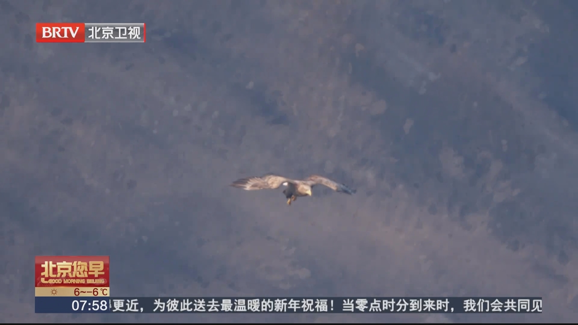 京郊冬日温情共舞 白尾海雕相伴捕食
