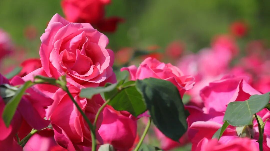 月季、蔷薇、芍药齐绽放,北京园博园迎来最美花期—— 月季、蔷薇、芍药齐绽放,北京园博园迎来最美花期——