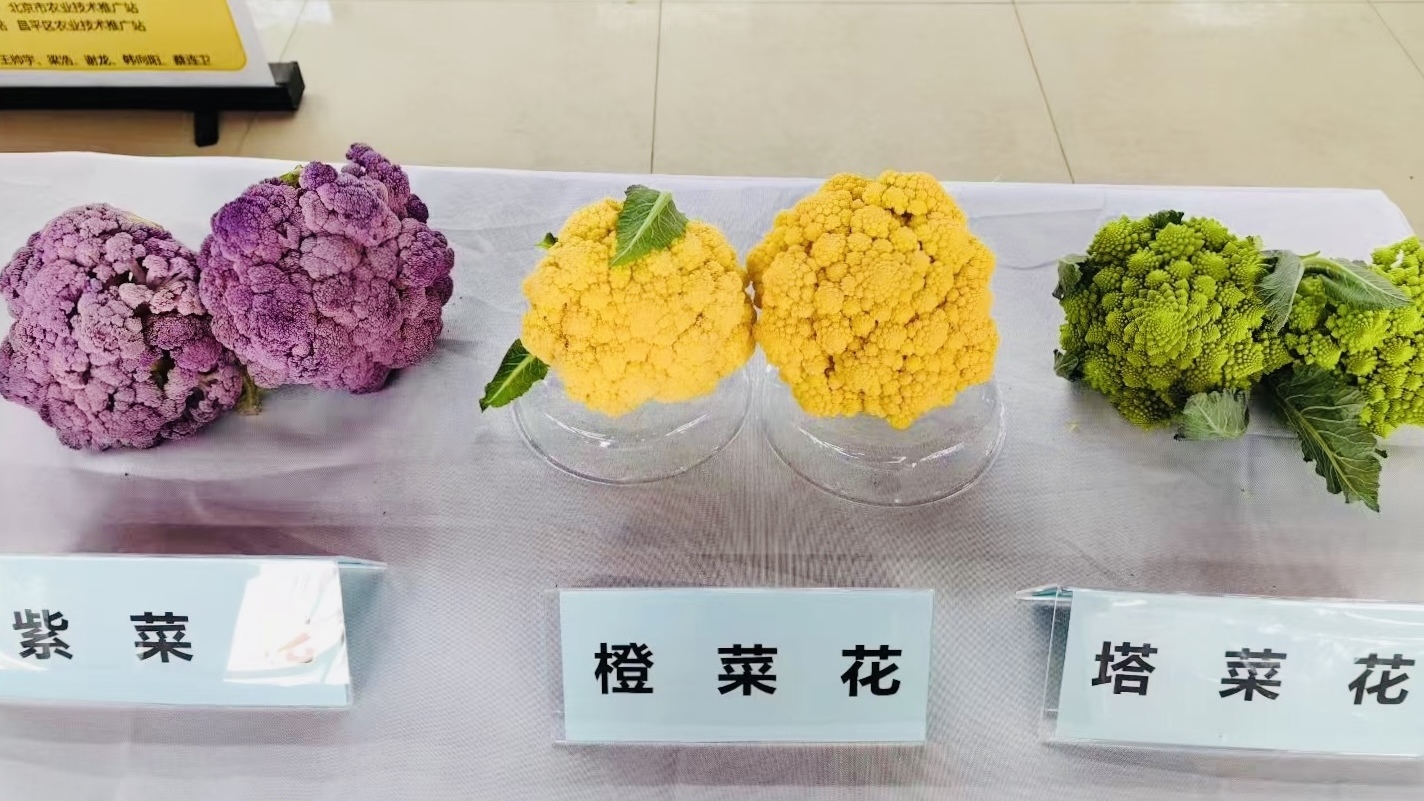 “紫气东来，健康常在”功能性蔬菜优新品种推介会在昌举办