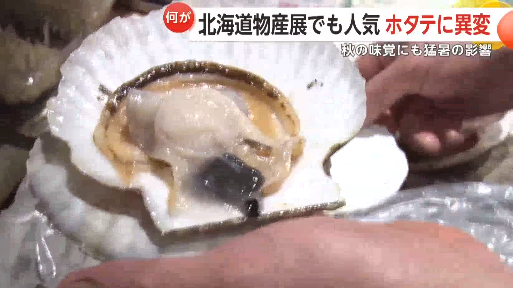 海水升温致幼贝死亡减产 日本扇贝价格飙升 海水升温致幼贝死亡减产 日本扇贝价格飙升