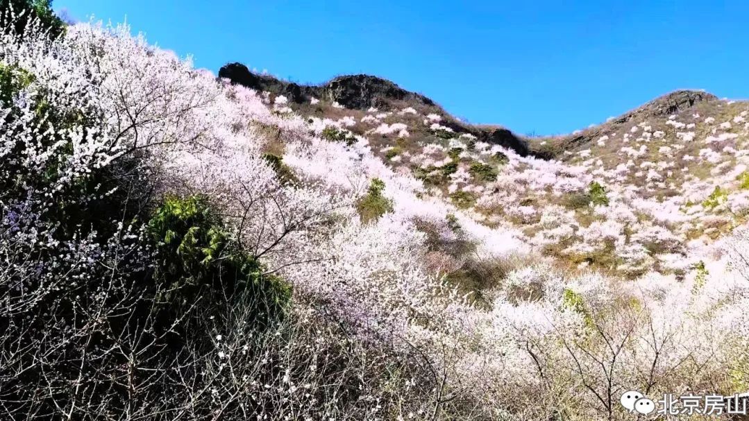 “桃” 醉房山:黄院村的梦幻春日之旅 “桃” 醉房山:黄院村的梦幻春日之旅