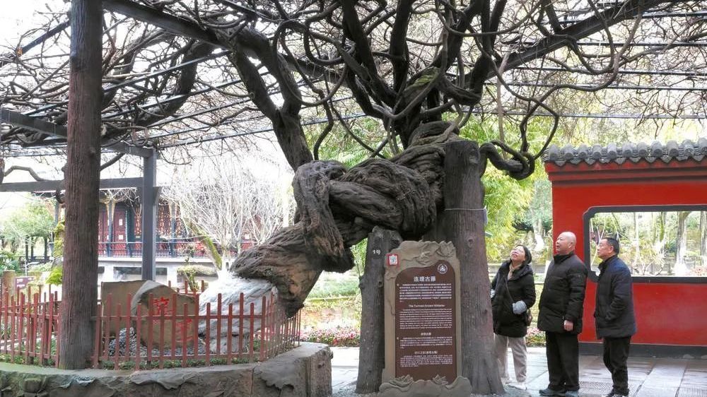 【文史英华】桂湖古藤王 诉不尽500年相思情‖冯荣光 【文史英华】桂湖古藤王 诉不尽500年相思情‖冯荣光