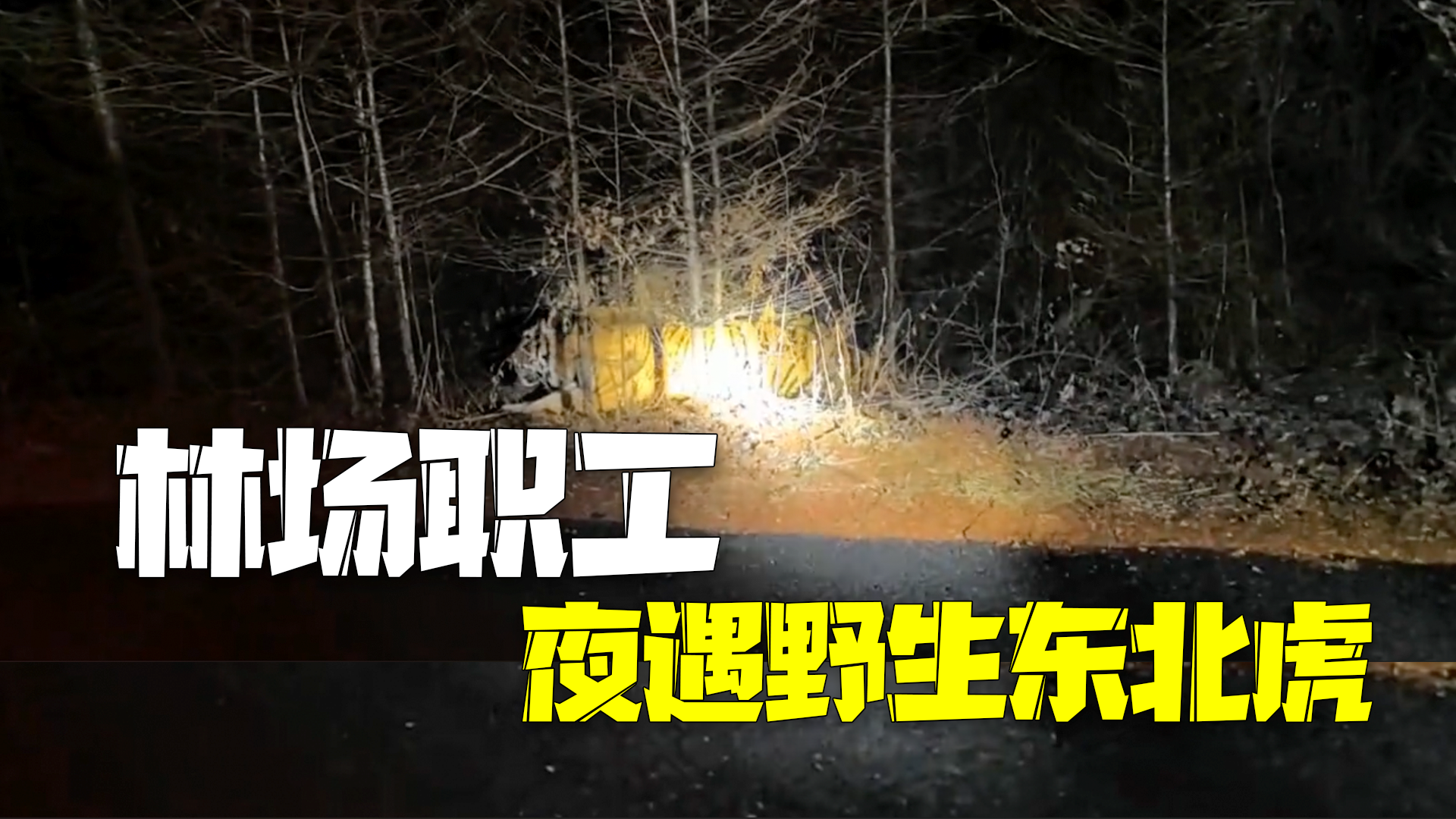 林草局回应林场职工夜遇野生东北虎:已通知村民注意防范! 林草局回应林场职工夜遇野生东北虎:已通知村民注意防范!