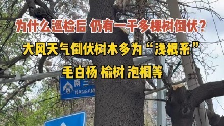 为何已提前巡检，仍有千株树木倒伏？原因——