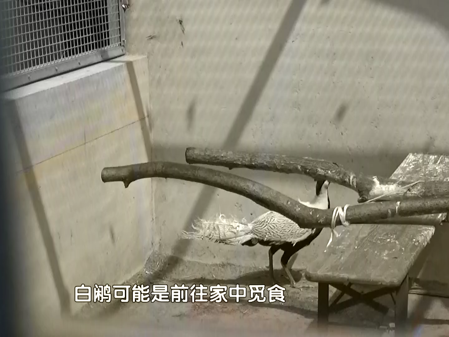 银鸥“打卡”北京永定河畔！