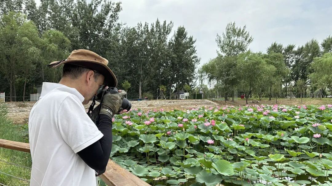 世界极危物种低斑蜻现身顺义罗马湖 世界极危物种低斑蜻现身顺义罗马湖