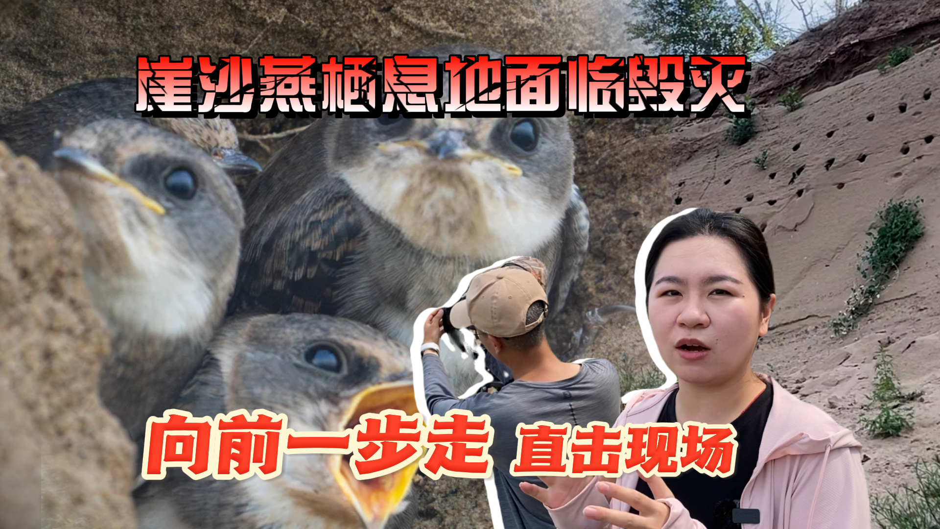 北京最大崖沙燕栖息地面临毁灭 “向前一步走”直击现场 鸟巢保住了! 北京最大崖沙燕栖息地面临毁灭 “向前一步走”直击现场 鸟巢保住了!