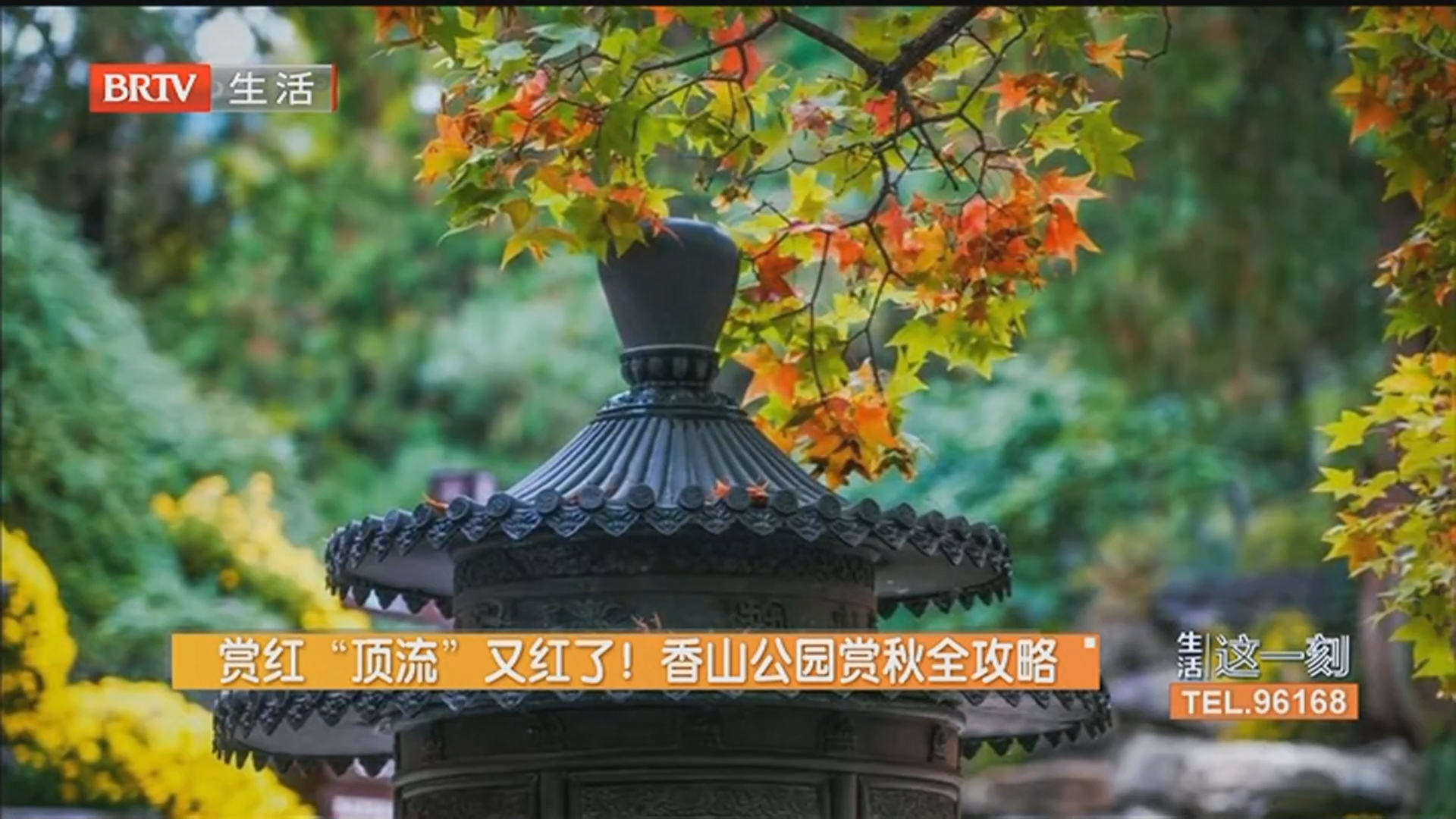赏红“顶流”又红了！香山公园赏秋全攻略