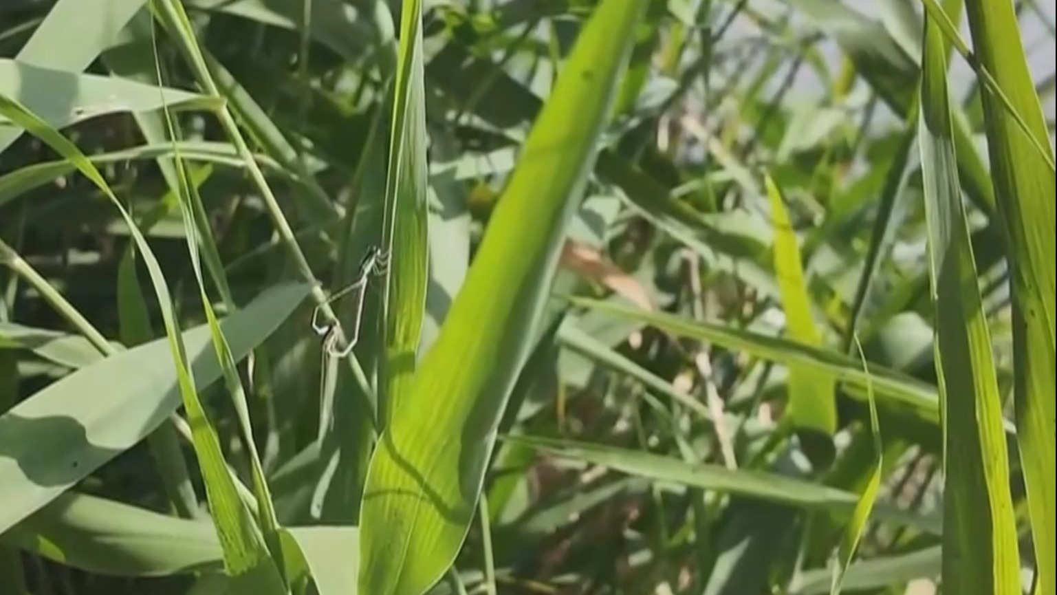 极危物种低斑蜻现身上庄水库流域 极危物种低斑蜻现身上庄水库流域