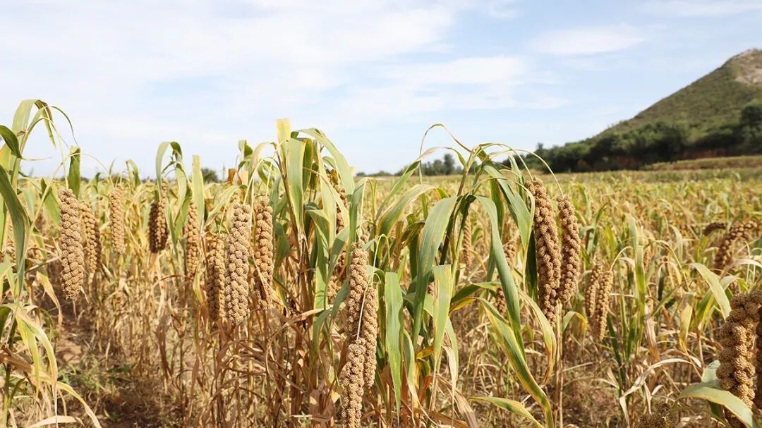 写在《顺义县志》里的小米迎来“新生”