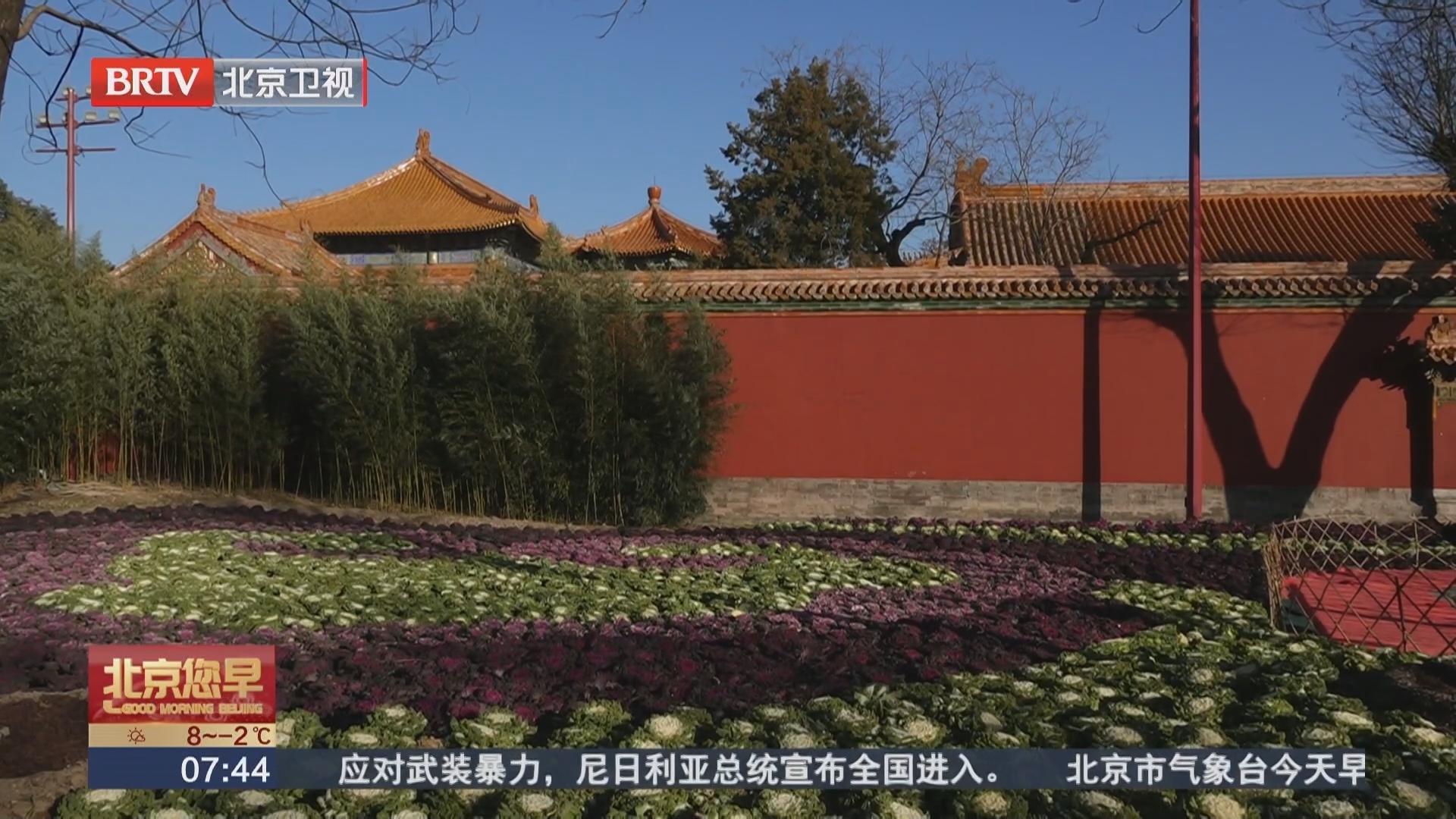 景山公园“上新” 羽衣甘蓝主题花境