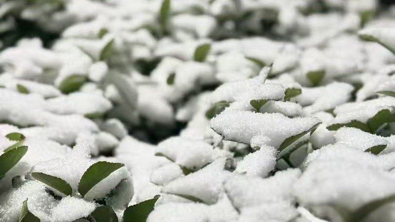 惊蛰遇降雪 道路结冰+大雾双预警 注意保暖和交通安全 惊蛰遇降雪 道路结冰+大雾双预警 注意保暖和交通安全