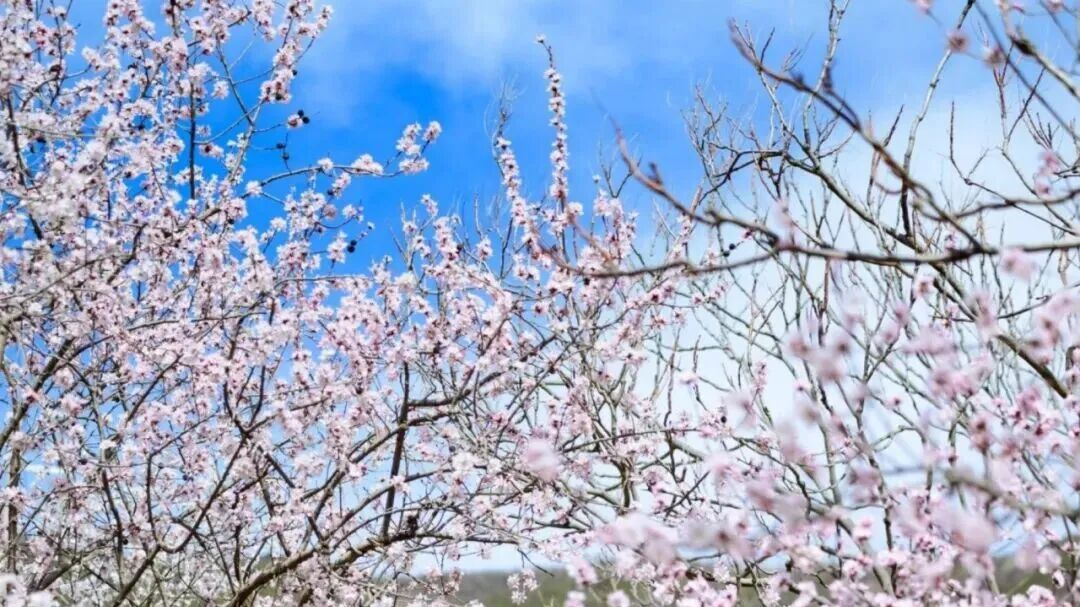 北京十三陵国家森林公园蟒山景区今日正式开园，约吗？